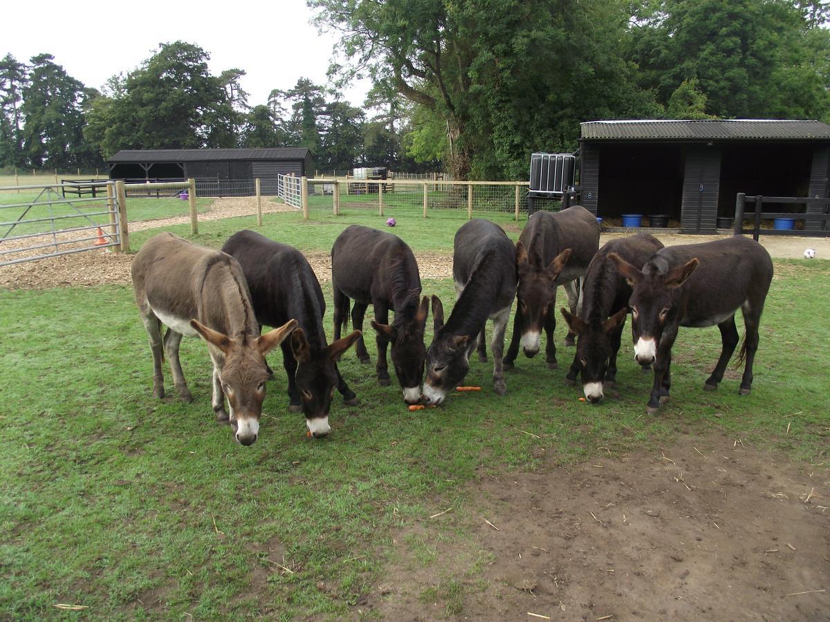 Wyvern Farm Garvestone Bagian luar foto